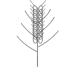 Hand-drawn stalk of durum wheat with a full ear of kernels