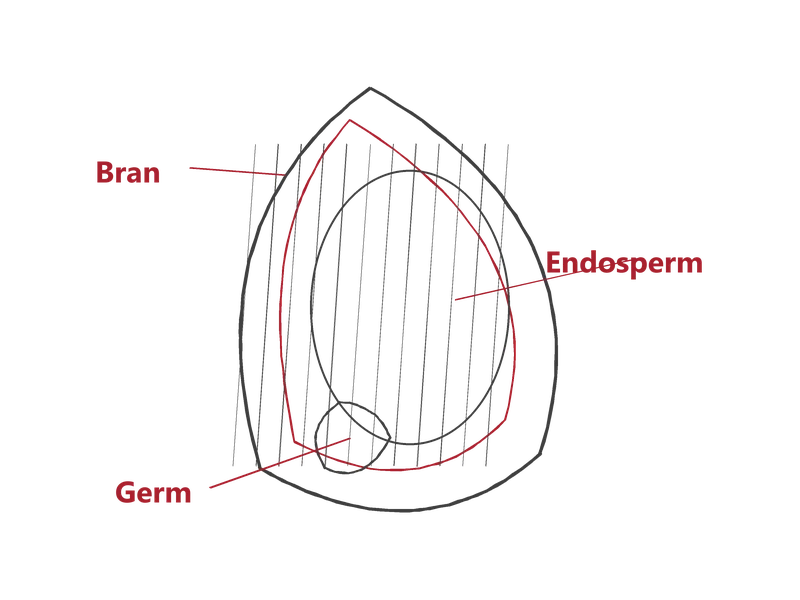 Anatomical diagram of a wheat kernel showing the bran outer layer, germ at the base, and endosperm in the centre