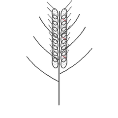 Hand-drawn whole-wheat stalk with bran-textured kernels